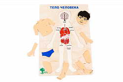 Планшет "Тело человека"