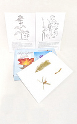 Гербарий "Экология растений: растения различных экологических систем" (24 вида)