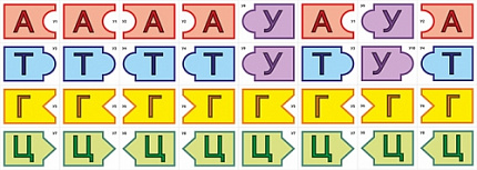 Модель-аппликация Удвоение ДНК и транскрипция РНК