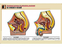 Рельефная таблица "Таз мужской и женский" (формат А1, матовое ламинир.)