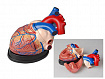 Модель сердца в разрезе (демонстрационная)