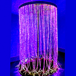 Гриб фибероптический