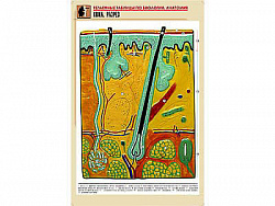 Рельефная таблица "Кожа. Разрез" (формат А1, матовое ламинир.)