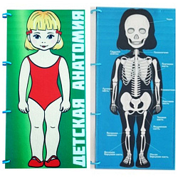 Папка "Анатомия"