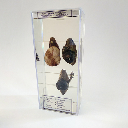 Влажный препарат "Внутреннее строение брюхоногого моллюска"