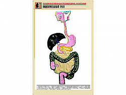 Рельефная таблица "Пищеварительный тракт" (формат А1, матовое ламинир.)