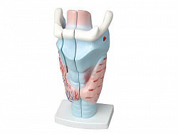 Модель гортани в разрезе