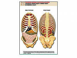 Рельефная таблица "Расположение органов грудной и брюшной полостей по отношению к скелету"(А1, лам.)