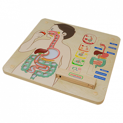 Панель "Пищеварительная система"