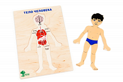 Планшет "Тело человека"