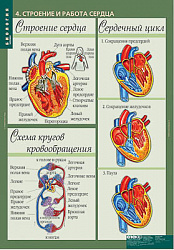 Таблицы демонстрационные "Биология 8-9  классы. Человек"