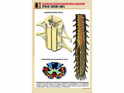 Рельефная таблица "Строение спинного мозга " (формат А1, матовое ламинир.)