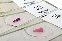 (RU) Набор микропрепаратов  N80 NG «Увидеть все!»