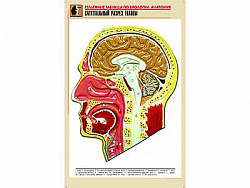Рельефная таблица "Сагиттальный разрез головы" (формат А1, матовое ламинир.)