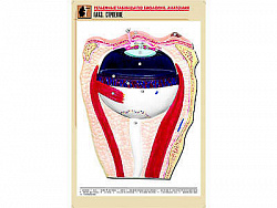 Рельефная таблица "Глаз. Строение" (формат А1, матовое ламинир.)