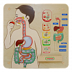 Панель "Пищеварительная система"