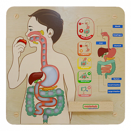 Панель "Пищеварительная система"