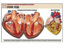 Рельефная таблица "Строение сердца" (формат А1, матовое ламинир.)