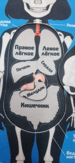 Папка "Анатомия"