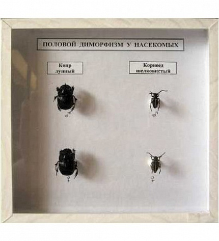 Коллекция энтомологическая "Половой диморфизм"