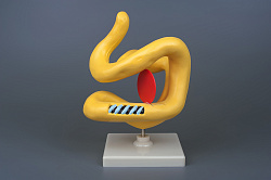 Модель "Молекула белка"