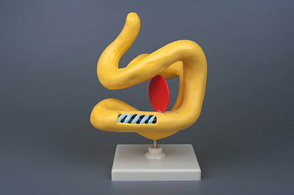 Модель "Молекула белка"