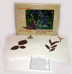 Гербарий "Дикорастущие растения" (28 видов) формат А-3