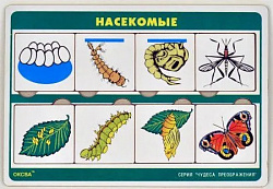 Чудеса преображений " Насекомые"