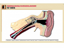 Рельефная таблица "Ухо человека" (формат А1, матовое ламинир.)