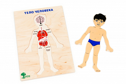 Планшет "Тело человека"