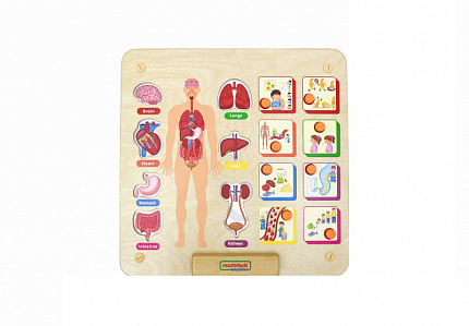 Панель "Изучаем организм"