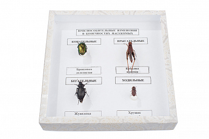 Коллекция энтомологическая "Приспособительные изменения в конечностях насекомых"