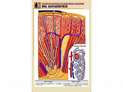 Рельефная таблица "Почка. Макро-микростроение" (формат А1, матовое ламинир.)