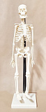 Скелет человека 42 см.