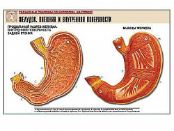 Рельефная таблица "Желудок. Внешняя и внутренняя поверхности"  (формат А1, матовое ламинир.)