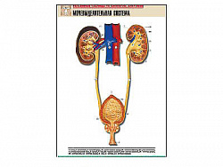 Рельефная таблица "Мочевыделительная система" (формат А1, матовое ламинир.)