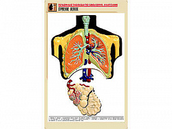 Рельефная таблица "Строение легких" (формат А1, матовое ламинир.)