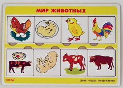 Чудеса преображений " Мир животных"